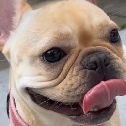 French Bulldogs from Alpha Coast Kennels
