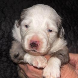 Donald - Blue merle male Toy Australian Shepherd puppy in Ocala, Florida from Crazy Aussie Chaos