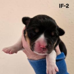 IF-2 - Black and tan female Pembroke Welsh Corgi puppy in Ely, Minnesota from RJ's Corgis