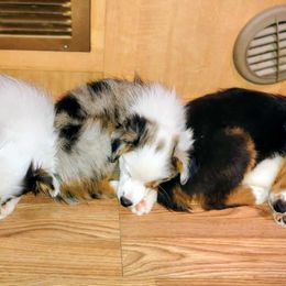 Toy Australian Shepherd puppies from High Desert Companions