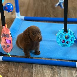 Rowan - Chocolate male Dachshund puppy in Huffman, Texas from Alex's Dachshunds