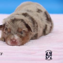 America - Red merle female Miniature Australian Shepherd puppy in Weeki Wachee, Florida from Arlington's Mini Aussies