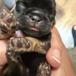 Brussels Griffon Puppies from Cinnabar Brussels Griffons