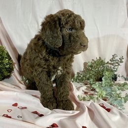 Prancer - Chocolate Goldendoodle puppy in Oak Glen, California from Oak Glen Family Doodles