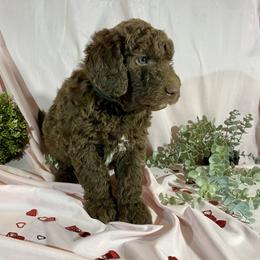 Prancer - Chocolate Goldendoodle puppy in Oak Glen, California from Oak Glen Family Doodles