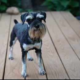 Delilah - Miniature Schnauzer