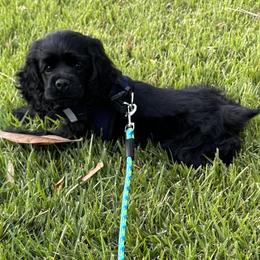 Cocker Spaniel Puppies from Anastasia Knight's Cocker Spaniels