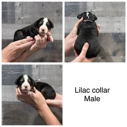Lilac Collar Male - Black rust and white male Bernese Mountain Dog puppy in Collinsville, Texas from Berner Dynasty