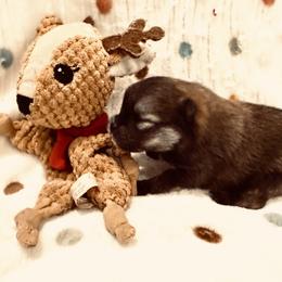 Boy 4 - Wolf sable male Pomeranian puppy in Sherman, Texas from Wynter Wonderland Poms