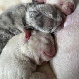 French Bulldog and Pembroke Welsh Corgi Puppies from The Grooming Barn LLC/ Wet Dog Ranch