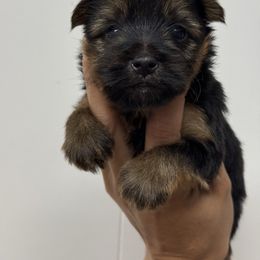 Missy - Black and tan female Yorkshire Terrier puppy in Mattawa, Washington from All Star Yorkies