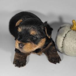 Green collar boy - Black and tan male Yorkshire Terrier puppy in Jacksonville, Florida from Yorkieology