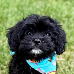 SALE PRICE   Annie - Black and white female Cavapoo puppy in Draper, Utah from Peaks Pups & Cavachon Love Chocolate Cavaliers, Cavaliers, Cavachon’s, Cavapoos & Havanese