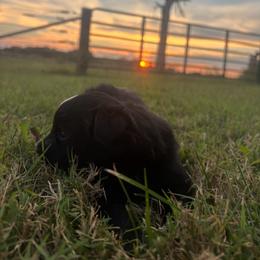 Winnie - Black tri female Miniature Australian Shepherd puppy in Smiths Grove, Kentucky from Kyn's Kennel