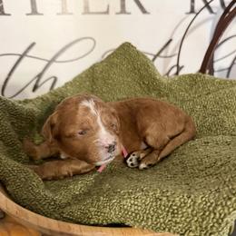 Ms Pink - Red female Cavapoo puppy in Nampa,, Idaho from Clig Doodle Days