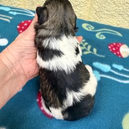 Spot - Parti male Miniature Schnauzer puppy in Comanche, Texas from Circle R Sidney
