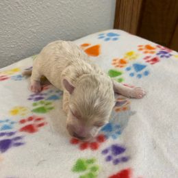 Sam - Cream male Havapoo puppy in Brookings, South Dakota from Hofer Pups