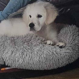 Boy 1 - Light golden male Golden Retriever puppy in Clay Center, Nebraska from Storm Chasers- Golden Retrievers & Basset Hounds