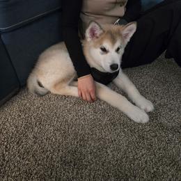 Tinsel - Sable and white male Alaskan Malamute puppy in Brookwood, Alabama from Sunset Malamutes