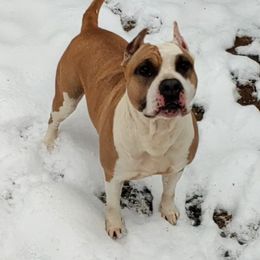 Jazzy - American Staffordshire Terrier