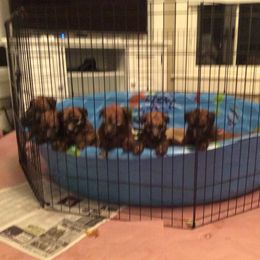 Soft Coated Wheaten Terrier Puppies from Waterviewwheaties.com