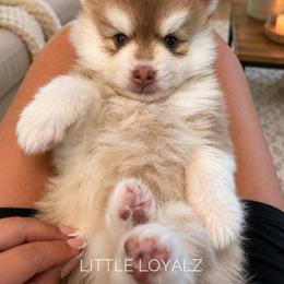 Simon - Red and white male Pomsky puppy in Riverside, California from LittleLoyalz