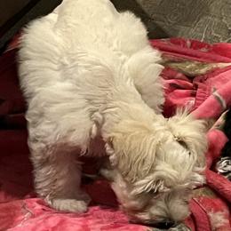 Stevie (red collar) - White male Miniature Schnauzer puppy in Port Orchard, Washington from Silver Bells Miniature Schnauzers