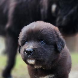 Colorado Mountain Dogs from Victory Family Farm
