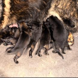 Boy 6 - Sable male German Shepherd puppy in Hollis Center, Maine from Noble German Shepherds of Maine