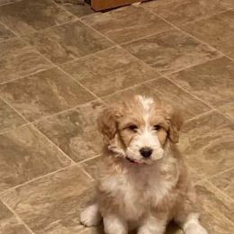 Aussiedoodles from The Carpenters Doodles