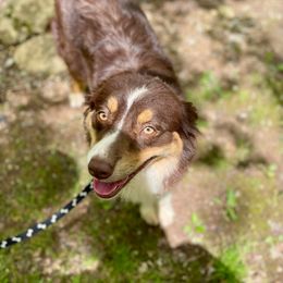 Primrose - Red tri Miniature Australian Shepherd puppy in Somerset, Kentucky from Natural Life Ranch