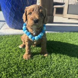 Olaf - Red  male Goldendoodle puppy in Phoenix, Arizona from Amore Doodles & Poodles