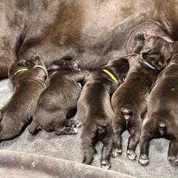 Apex (Purple) - Black male Boerboel puppy in Delta, Colorado from SATA Kennels