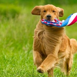 Golden Retrievers from Rush Hill Golden Retrievers