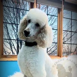 Penelope - Poodle