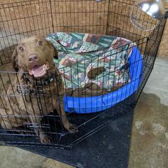 Chesapeake Bay Retriever and Golden Retriever Puppies from Lakes 'N Fields Retrievers