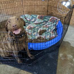 Chesapeake Bay Retriever and Golden Retriever Puppies from Lakes 'N Fields Retrievers