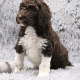 Poodle Puppies from Absolutely Pampered Poodles