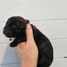 Boy 6 - Brindle male Mastiff puppy in Linton, Indiana from Riggins Mastiffs and Danes