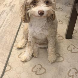 Aussiedoodle All Grown Up from All Dogs go to Heaven