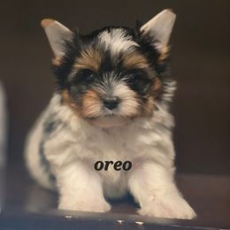 Oreo - Black tan and white male Biewer Terrier puppy in Modesto, California from Granny's yorkshire Terrier Modesto California