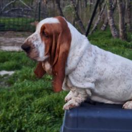 Anika - Basset Hound