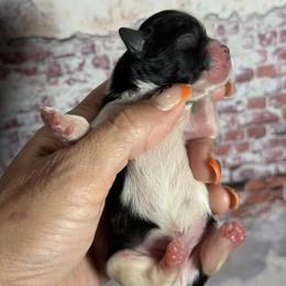 Pinto - Black and white male Shih Tzu puppy in Ocala, Florida from Mimi's Shih-tzus of Ocala