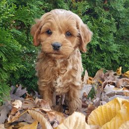 Finn - Red and white male Cockapoo puppy in Shipshewana, Indiana from Home Raised Cockapoos