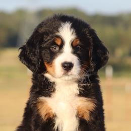 Purple Collar Female 5000 - Black rust and white female Bernese Mountain Dog puppy in Collinsville, Texas from Berner Dynasty