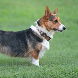 Ziggy - Pembroke Welsh Corgi