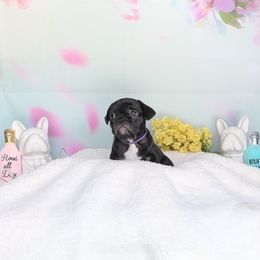 Girl 2 - French Bulldog puppy in Florida from Peaceful Prayers French Bulldogs
