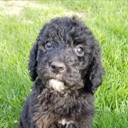 Poodle Puppies from RK'S Pets