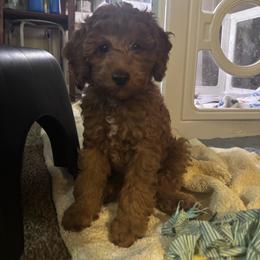Seabreeze - Red  female Poodle puppy in Seminole, Oklahoma from TruPoodles, Oklahoma AKC Mini poodles