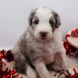 Violet Bridgerton - Blue merle and white female Sheepadoodle puppy in Edmond, Oklahoma from Rock N Roll Doodles